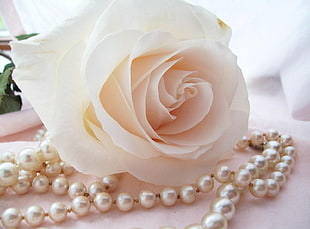 white Rose with white pearl necklace HD wallpaper