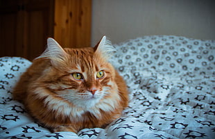 orange Tabby cat, Cat, Fluffy, Muzzle