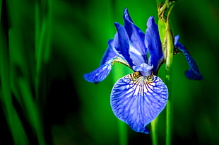 blue iris flower in close up photography