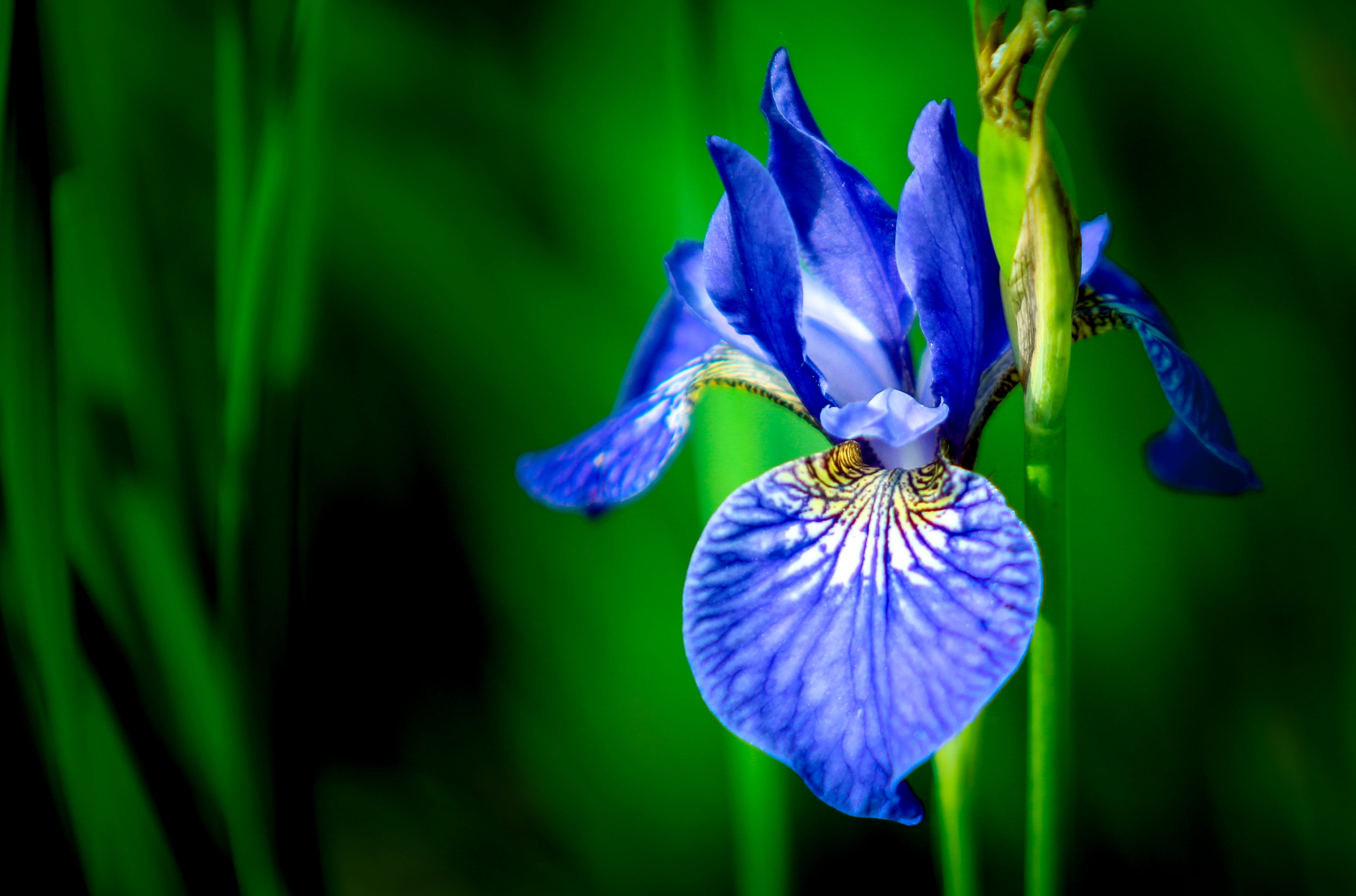 Unveiling the Artist Behind the Blue Irises | AftonVilla.com