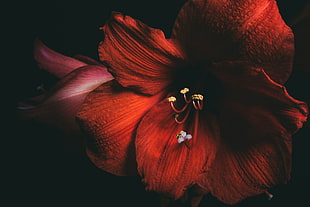 red Hibiscus flower, Amaryllis, Flower, Red