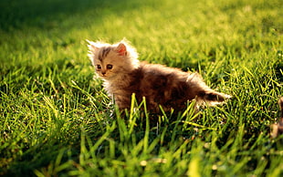 selective focus photography of brown Tabby kitten on grass field