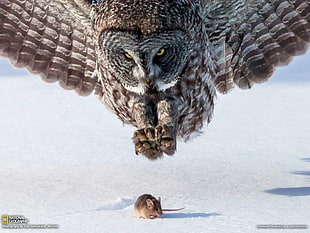 brown and white owl hunting brown mouse on during winter