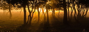silhouette of forest trees behind sunset HD wallpaper