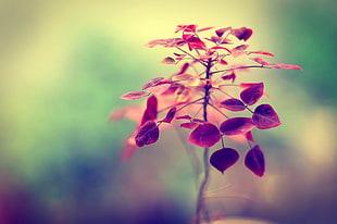 selective focus photography of purple leaves plant HD wallpaper