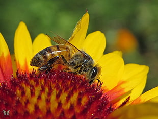 Honeybee on sunflower during daytime, honey bee, gaillardia HD wallpaper