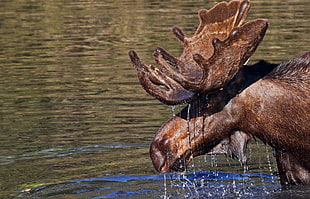brown Moose on river during daytime