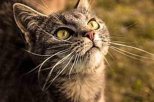 brown tabby cat, cat, cat eyes, animals, yellow eyes HD wallpaper