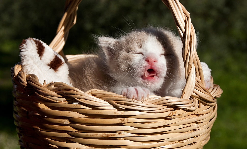 white and brown tabby cat, cat, baskets, kittens, animals HD wallpaper