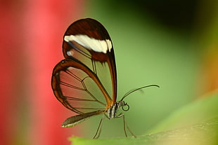 tilt shift photography brown and white butterfly HD wallpaper