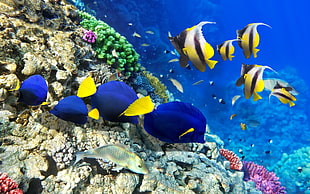 shoal of fish