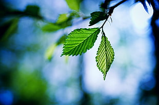 two green leaves selective focus photo HD wallpaper