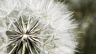 focus photo of dandelion