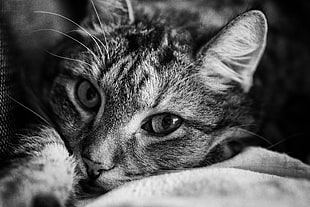 greyscale photo of a tabby cat