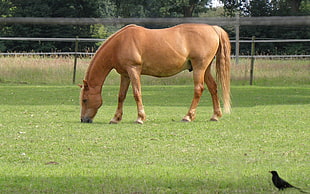 beige horse on green grass field