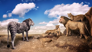 lion painting, nature, animals, digital art, photo manipulation HD wallpaper
