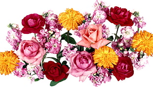 assorted flowers HD wallpaper