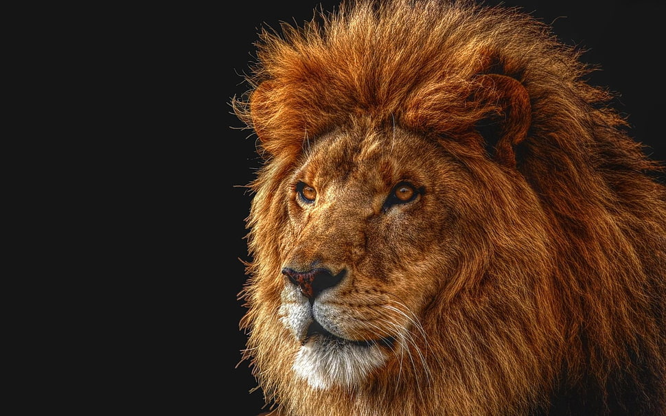 selective focus photography of Lion's face HD wallpaper