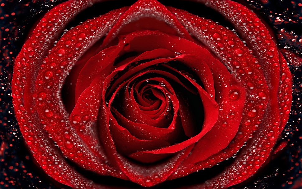 red Rose illustration HD wallpaper