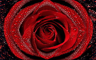 red Rose illustration