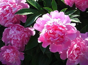 pink Carnation flower