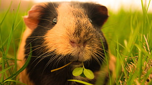 closeup photo of Guinea pig on grass