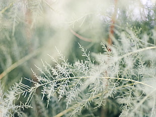 shallow focus photography of white plant HD wallpaper