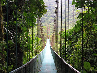 brown hanging bridge, bridge, forest