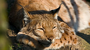 close up photography of wild cat