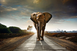 tilt lens photography of elephant