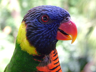 selective focus photography of blue, yellow, and green parakeet, rainbow lorikeet