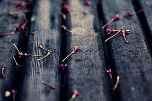 selective focus photography of petals on plank