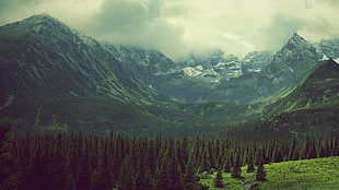 green mountain near pine trees HD wallpaper