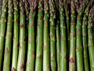 photo of green bamboo sticks