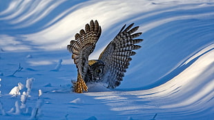 brown and gray owl, nature, landscape, winter, snow