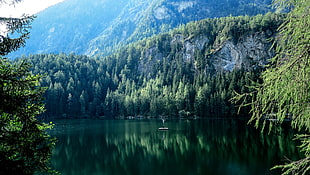 green leafed trees, trees, lake, nature, mountains