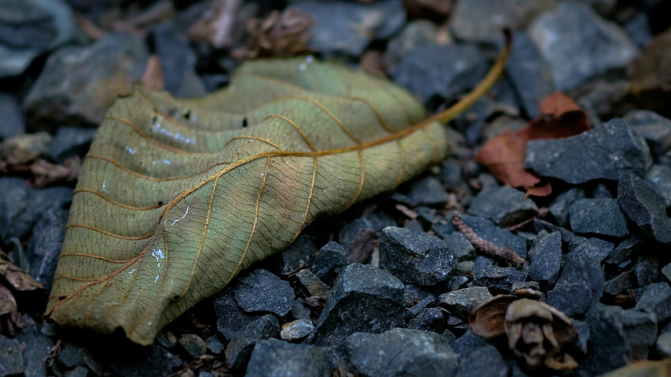 green leaf, leaves, nature, macro, fall HD wallpaper