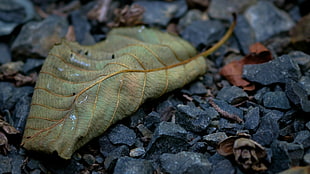 green leaf, leaves, nature, macro, fall