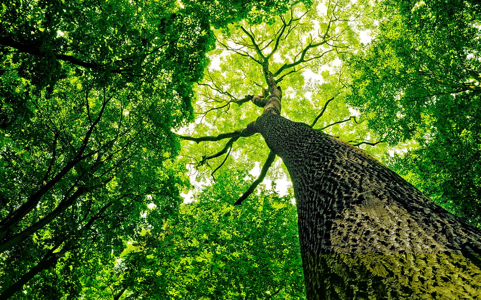 low angle photography of green tree during daytime HD wallpaper