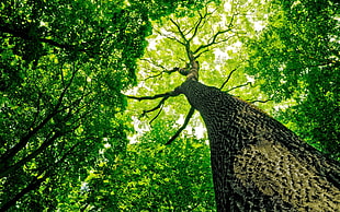 low angle photography of green tree during daytime