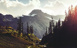 landscape photography of mountain with trees during daytime