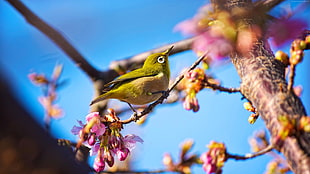shallow focus photography of green bird in tree branch with purple flowers