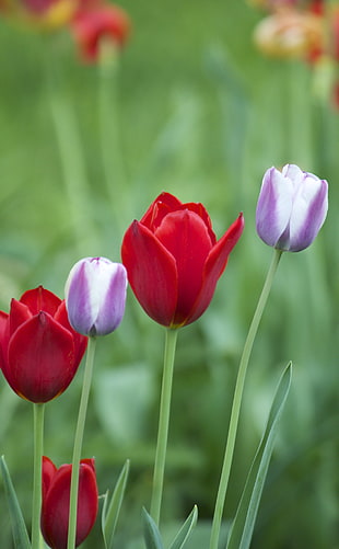 shallow focus photography of purple and red tulips