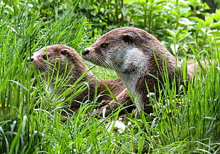 two beavers on grass field