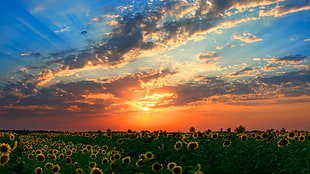 sunflower field, sunset, sunflowers