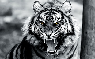 grayscale photo of tiger, animals, tiger, digital art HD wallpaper