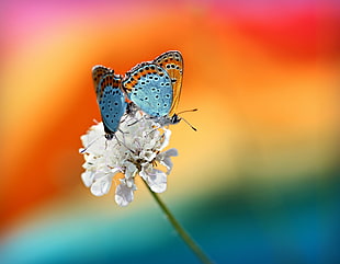 selective photo of two blue-and-brown butterflies on white petaled flower