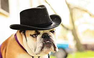 dog wearing fedora hat HD wallpaper