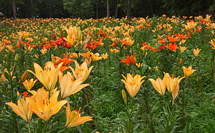 field of yellow and orange lily flowers