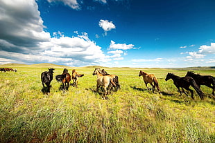 team of horses, nature, animals, horse HD wallpaper